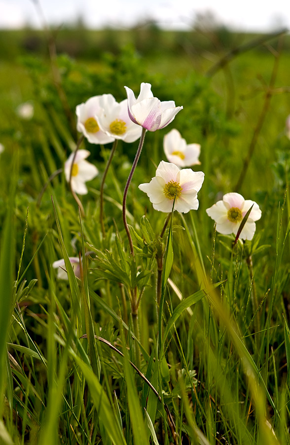 Изображение особи Anemone sylvestris.