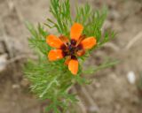 Adonis parviflora