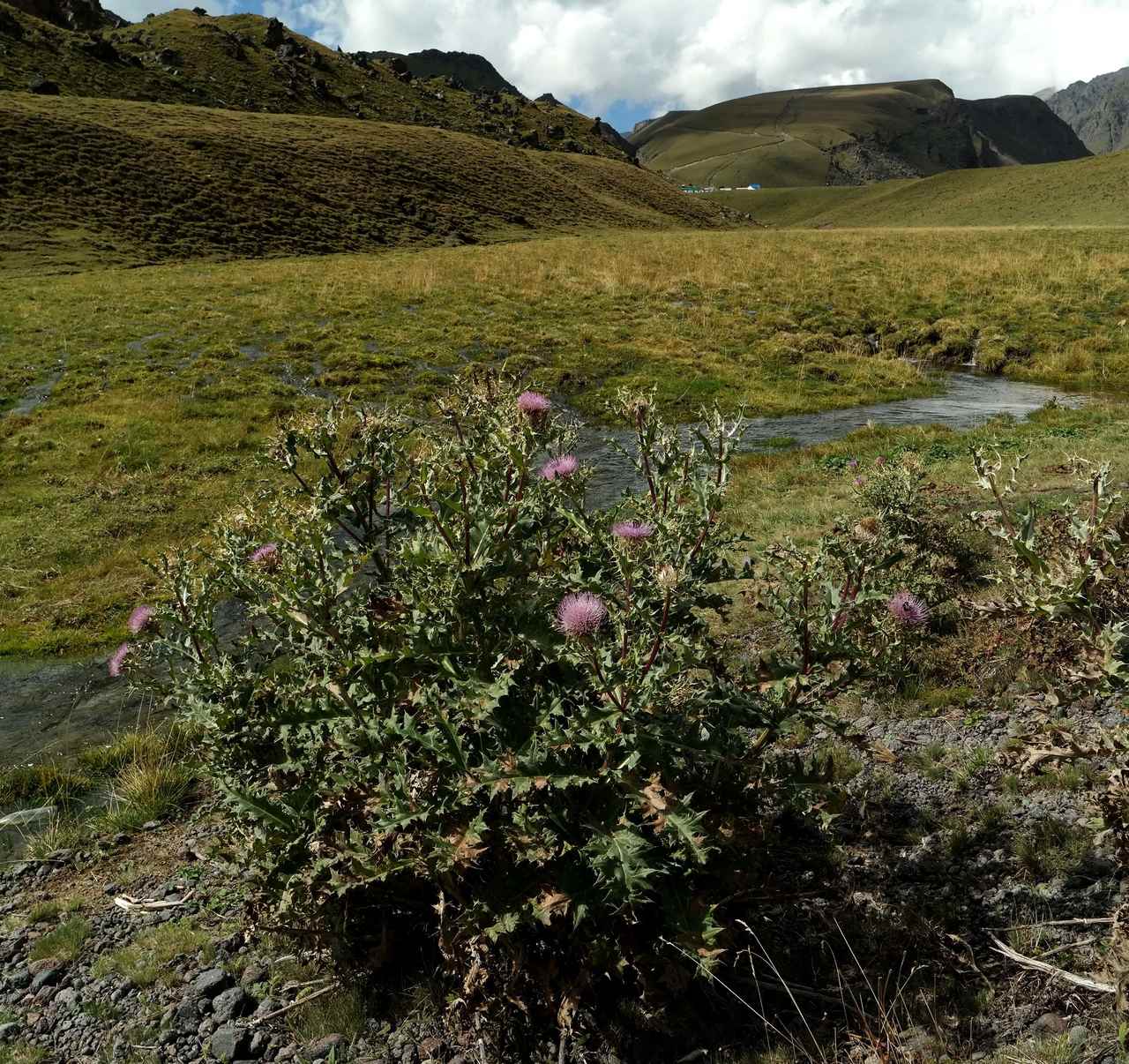 Изображение особи Cirsium pugnax.