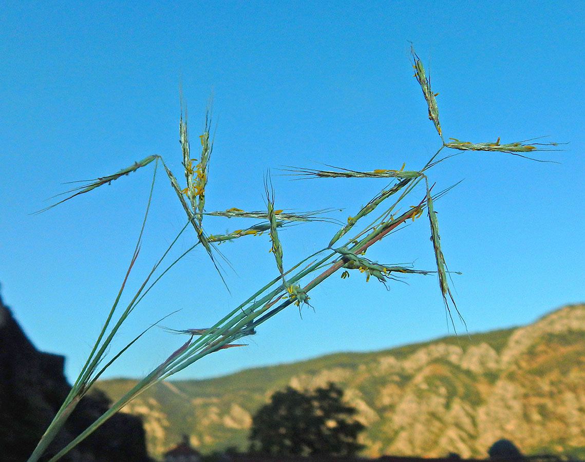 Image of Hyparrhenia hirta specimen.