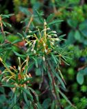 Ledum palustre. Верхушка побега с соплодием. Мурманская обл., Хибины, северный склон г. Куэльпорр, ≈ 550 м н.у.м., опушка хвойного леса. 05.08.2018.