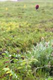 Sanguisorba officinalis. Цветущее растение. Кольский п-ов, Терский берег Белого моря, воронично-кустарничковая тундра. 23.07.2018.