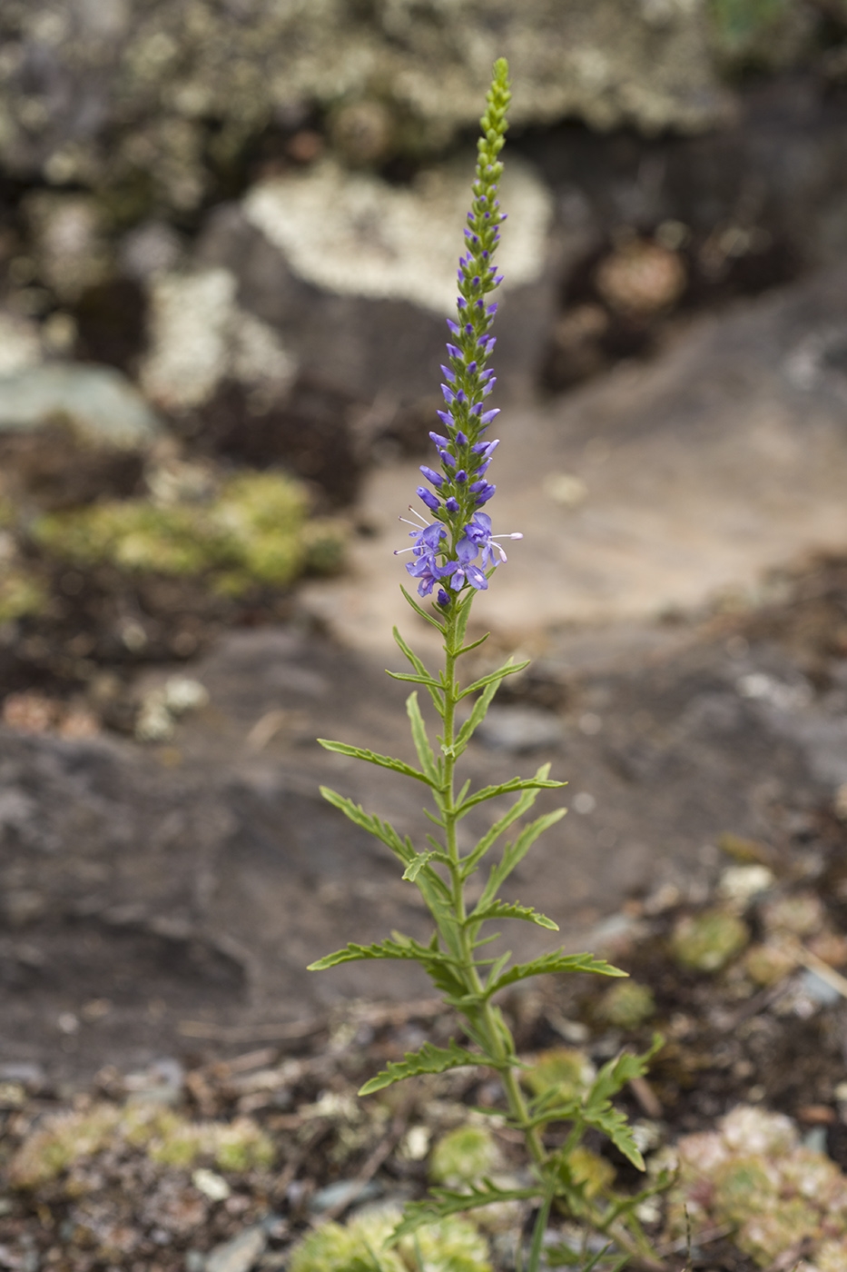 Изображение особи Veronica &times; sessiliflora.