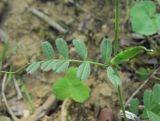 Vicia cordata. Часть побега с незрелым плодом. Дагестан, окр. г. Дербент, обочина лесной дороги. 08.05.2018.