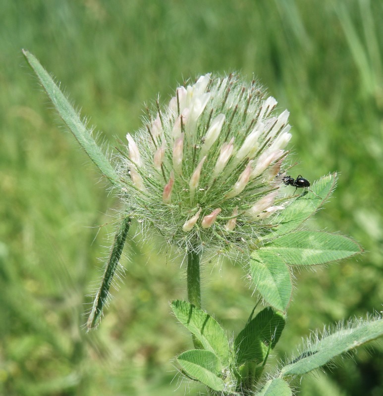 Image of Trifolium diffusum specimen.