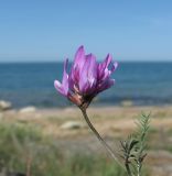 род Astragalus