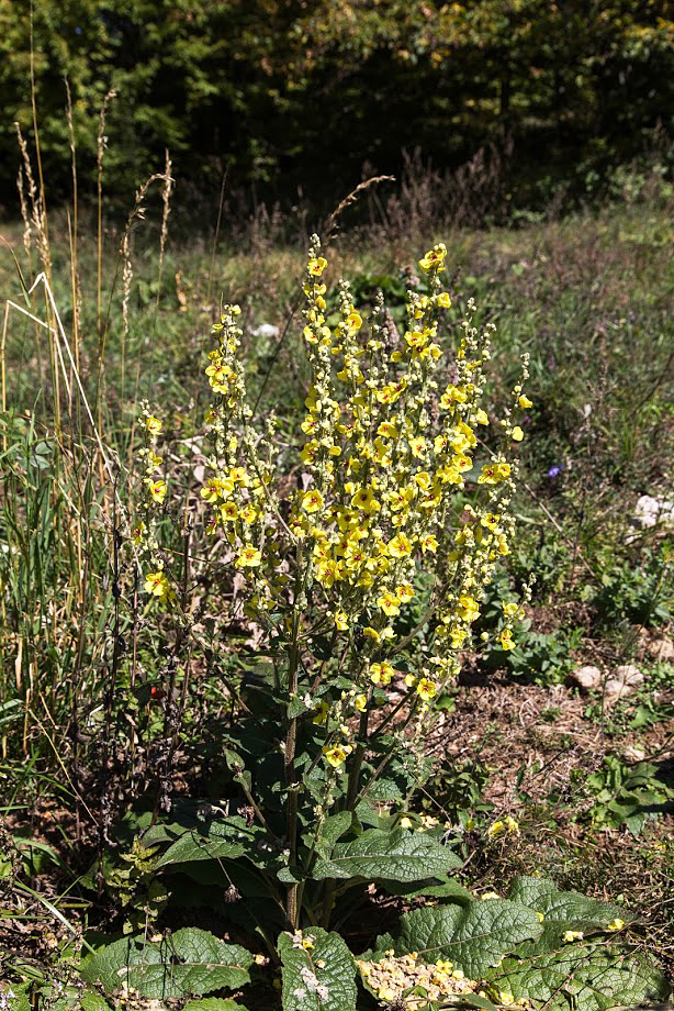 Image of Verbascum marschallianum specimen.