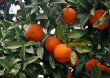 Citrus sinensis. Верхушки ветвей с плодами. Турция, Чиралы, в культуре. 02.01.2019.