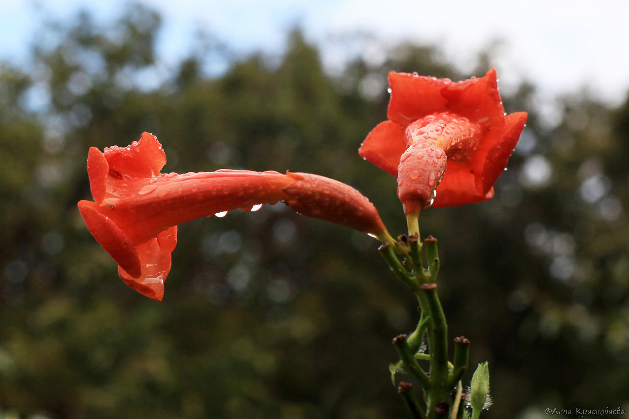 Image of Campsis radicans specimen.