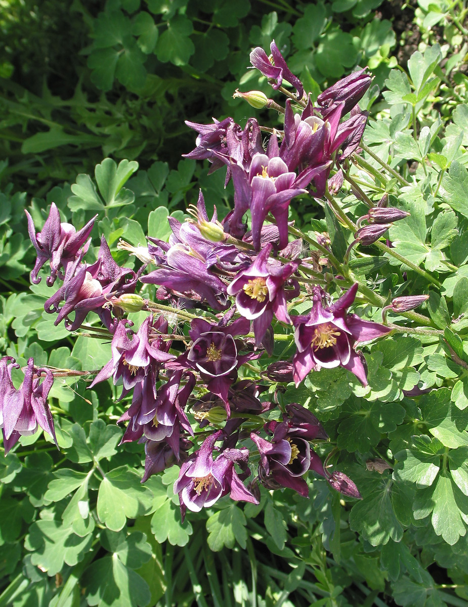 Image of Aquilegia vulgaris specimen.