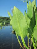 Alisma plantago-aquatica. Лист (вид снизу). Архангельская обл., Вельский р-н, пос. Усть-Шоноша, мелководье р. Вель. 01.07.2011.