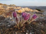 Pulsatilla taurica. Цветущие растения. Крым, Севастополь, окр. с. Терновка, скалы Кара-Коба. 09.03.2019.