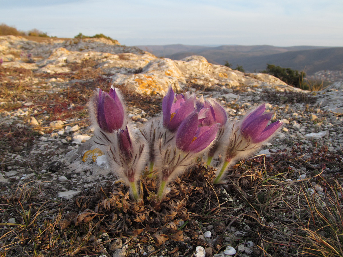 Image of Pulsatilla taurica specimen.