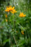 Trollius chinensis. Верхушка цветущего растения. Кировская обл., г. Киров, Ботанический сад Вятского государственного университета, в культуре. 07.07.2018.