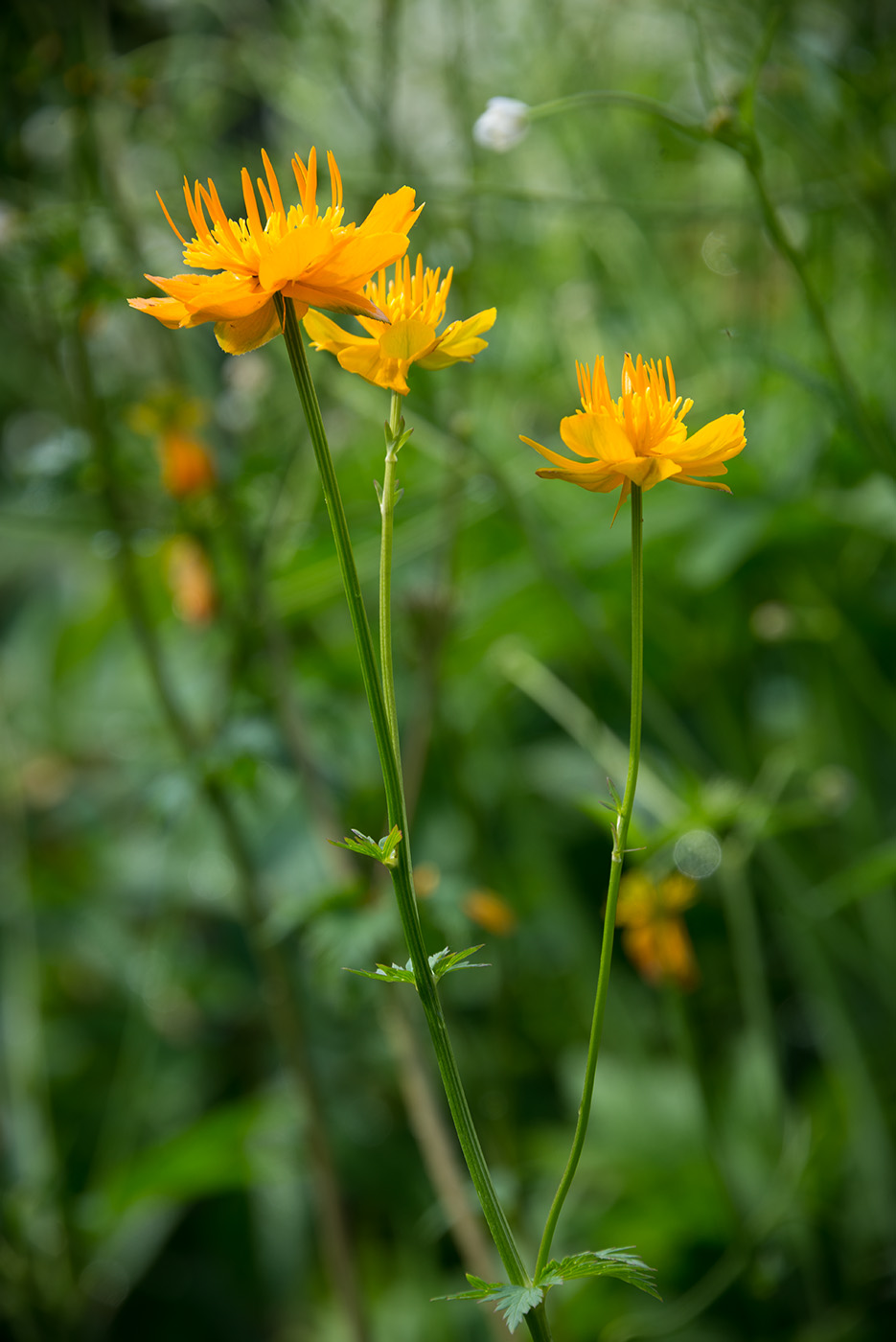 Image of Trollius chinensis specimen.