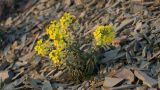 Erysimum callicarpum. Цветущее растение. Краснодарский край, Анапский р-н, окр. пос. Большой Утриш, западный склон горы Средний Бугор, на щебнистой осыпи. 09.04.2019.