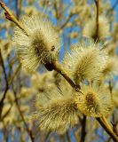 Salix caprea. Часть побега с мужскими соцветиями. Подмосковье, окр. г. Одинцово, мелколесье на опушке берёзовой рощи. Апрель 2019 г.