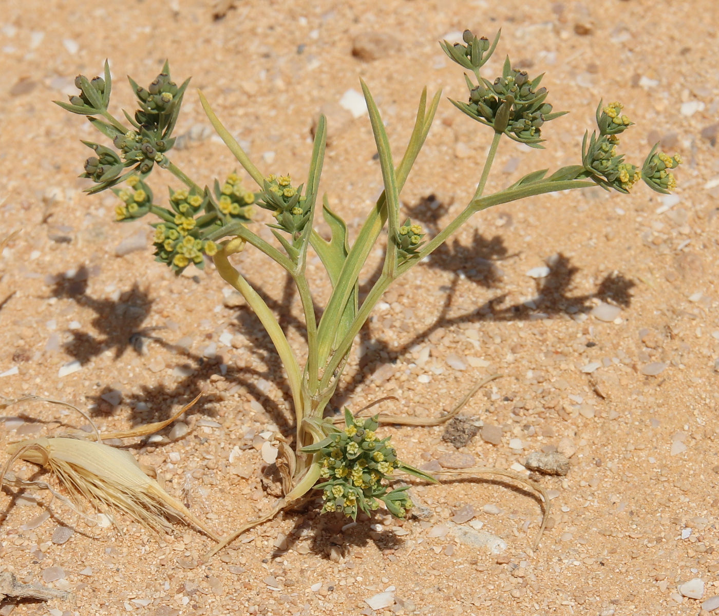 Image of Bupleurum semicompositum specimen.