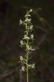 Platanthera chlorantha