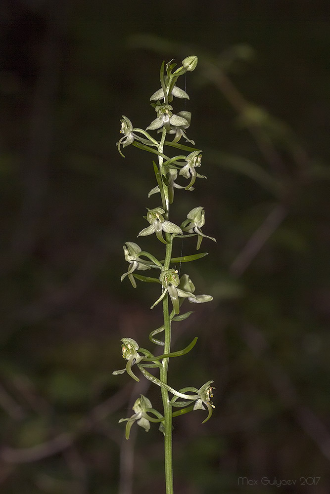 Image of Platanthera chlorantha specimen.