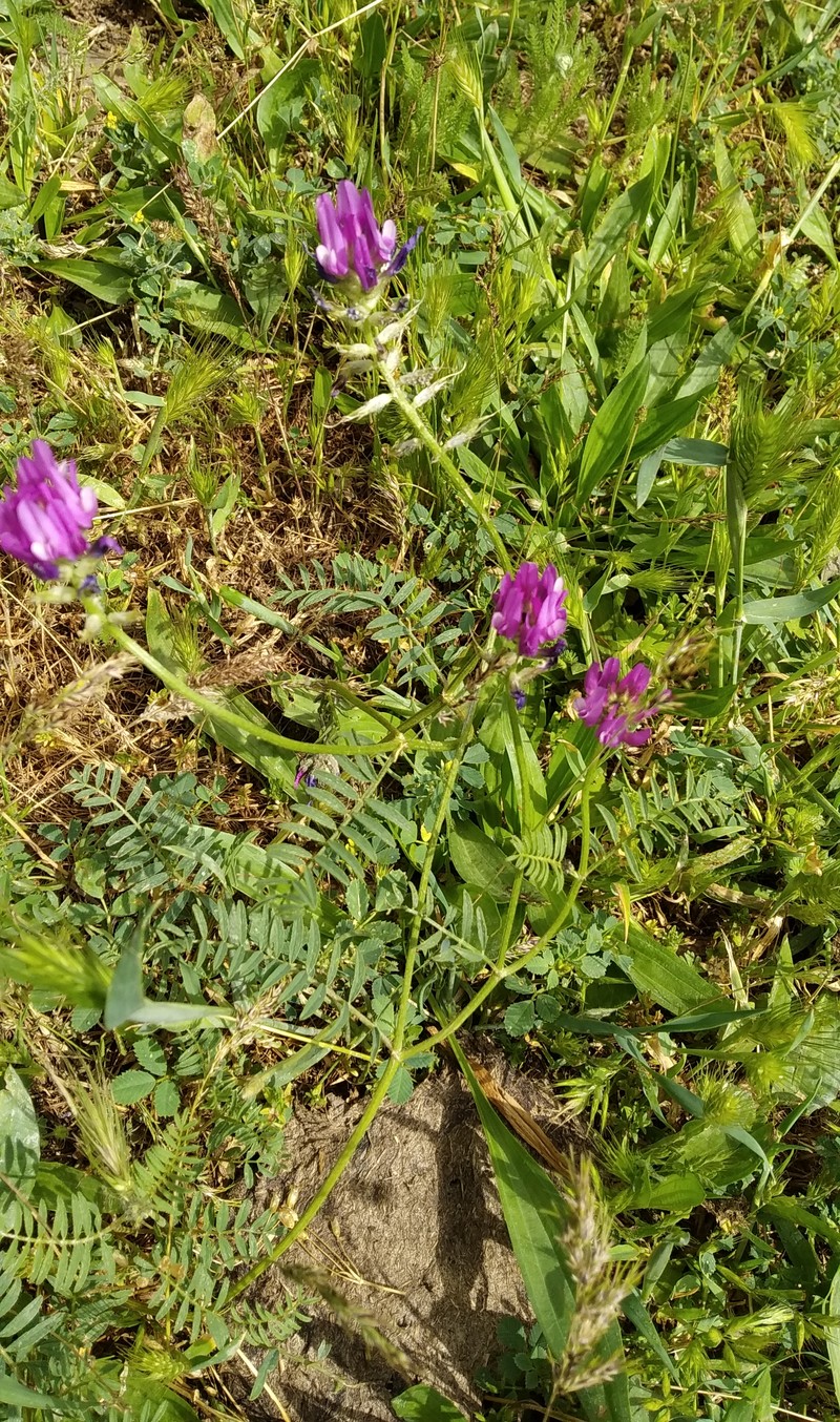 Изображение особи Astragalus cancellatus.