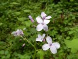 Lunaria rediviva. Соцветие. Украина, Закарпатская обл., Тячевский р-н, с. Усть-Черная, склон горы Мокрая. 27.06.2010.