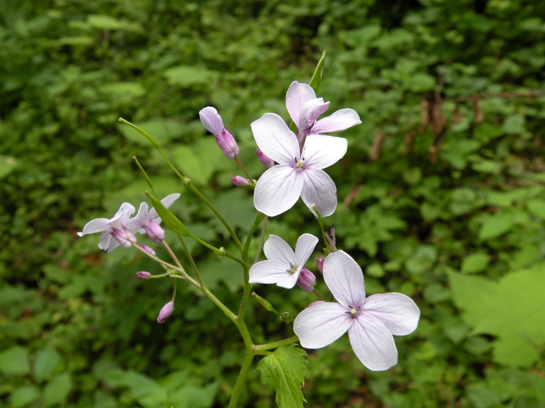 Изображение особи Lunaria rediviva.