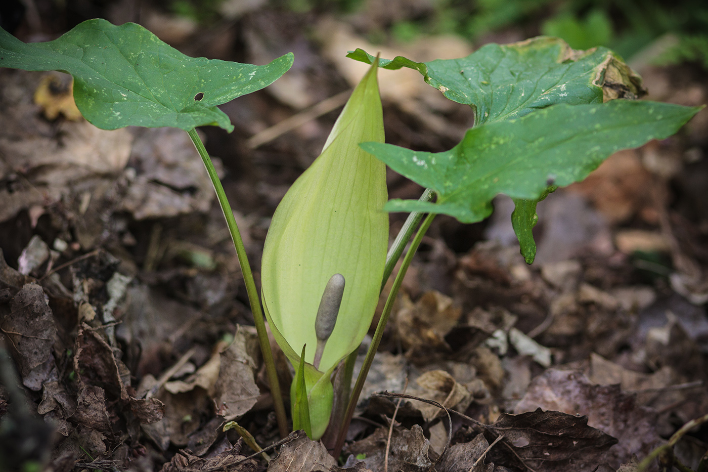 Image of genus Arum specimen.