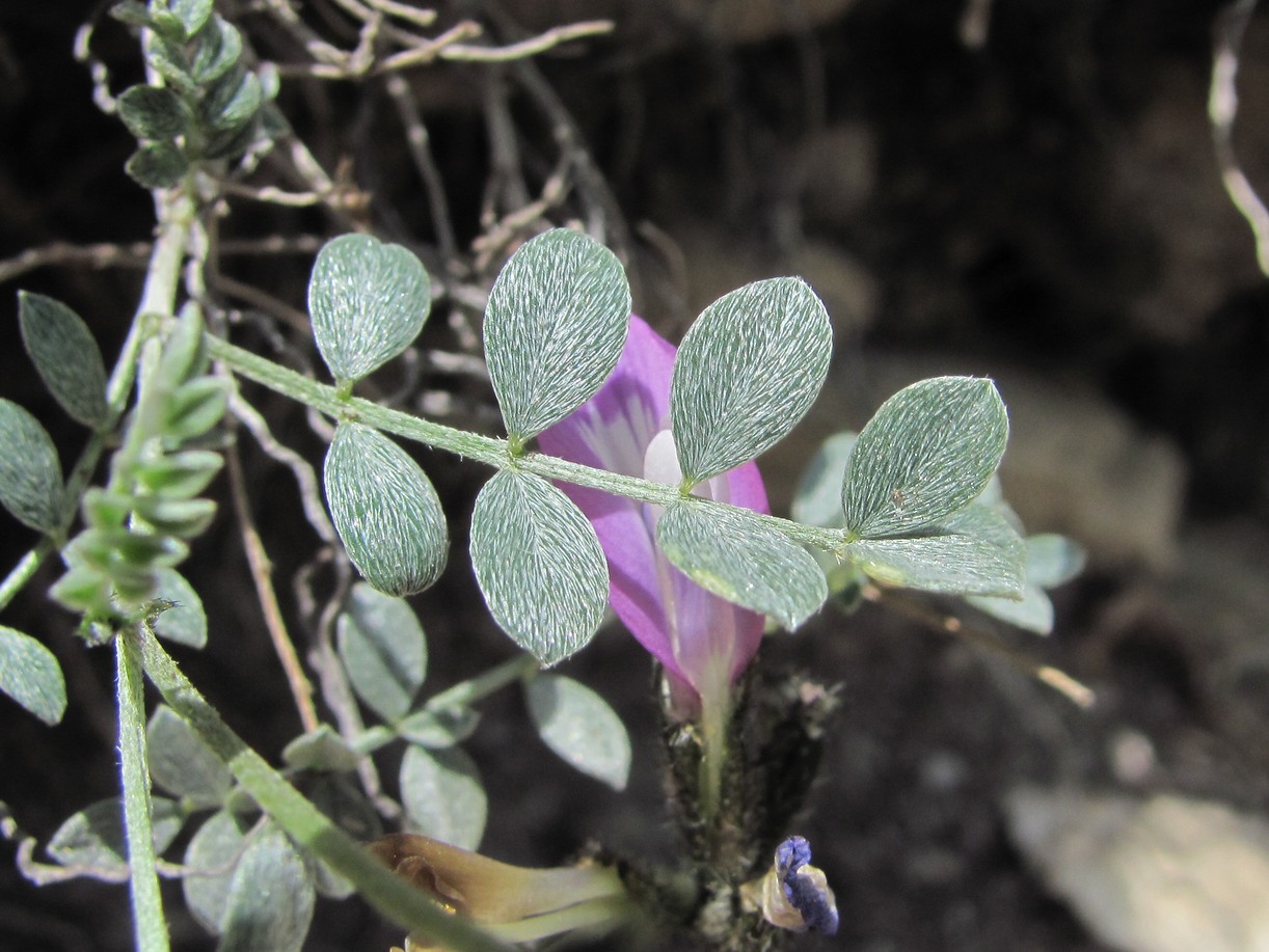 Изображение особи Astragalus fissuralis.