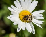 Leucanthemum maximum