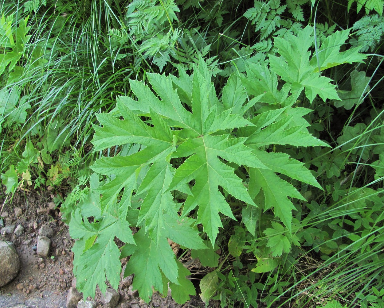 Изображение особи род Heracleum.