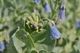 Mertensia maritima. Верхушка побега с распускающимся соцветием. Приморский край, Шкотовский р-н, окр. пос. Подъяпольск, каменистый берег моря. 08.07.2019.