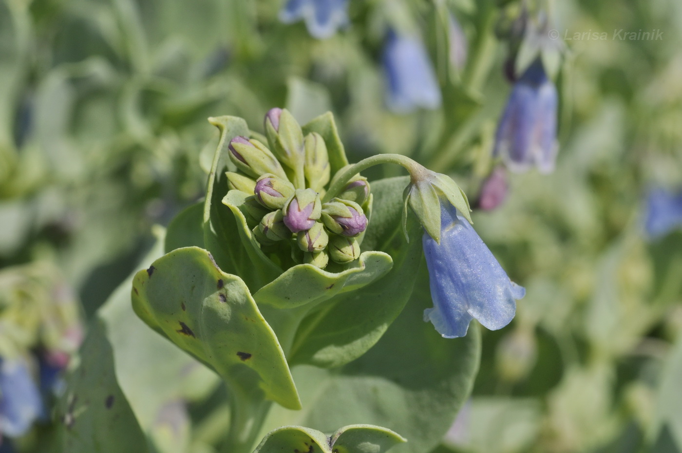 Изображение особи Mertensia maritima.