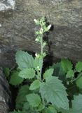 Scrophularia altaica. Верхушка побега с соцветием. Алтай, 24 км СЗЗ с. Акташ, долина р. Чуя, курумы. 6 июля 2019 г.