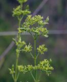 Silene borysthenica