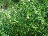 Zygophyllum fabago subspecies dolichocarpum
