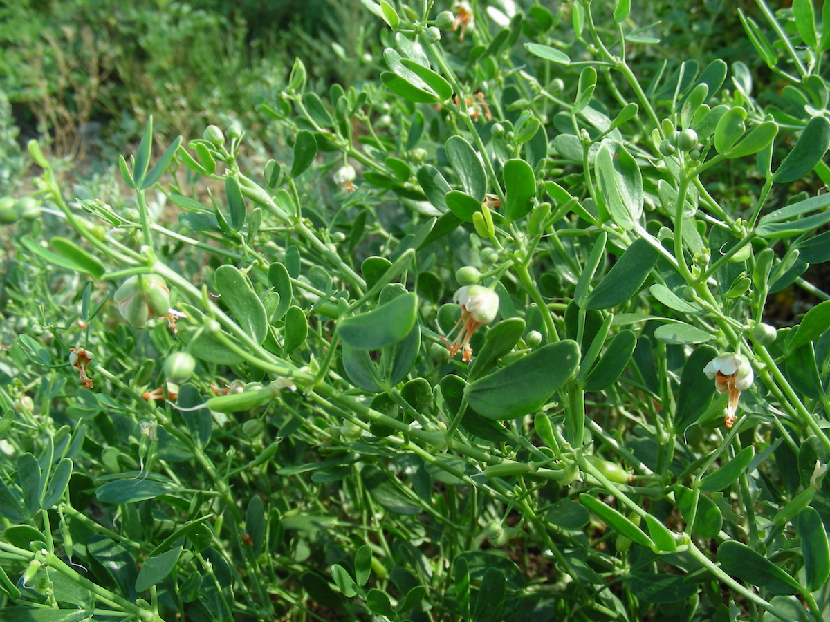 Изображение особи Zygophyllum fabago ssp. dolichocarpum.