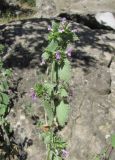 Ballota nigra