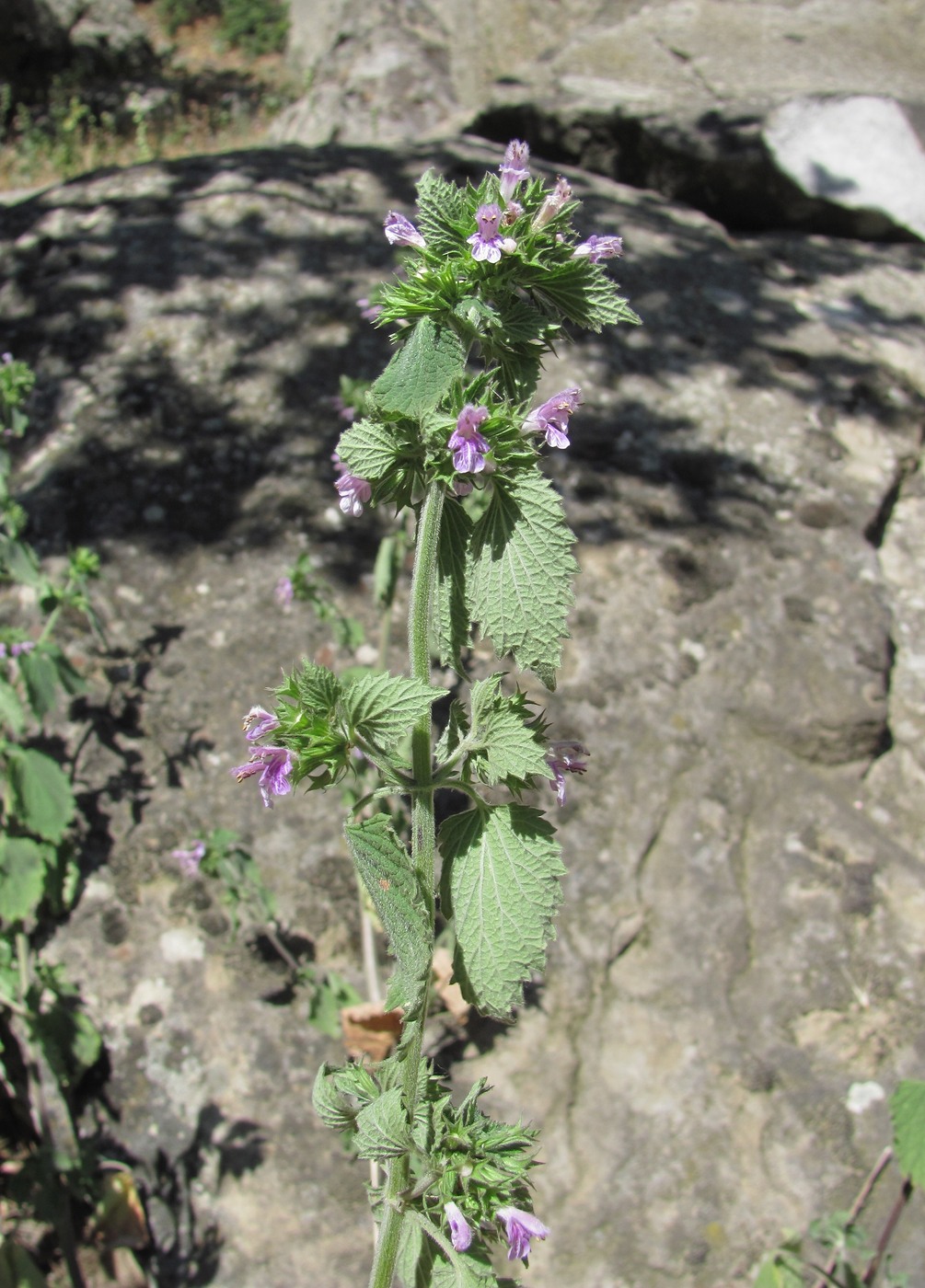 Image of Ballota nigra specimen.