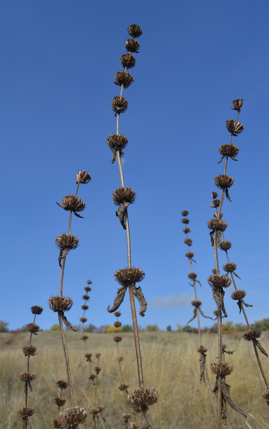 Изображение особи Phlomoides tuberosa.