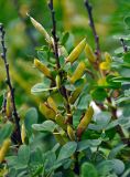 Chamaecytisus ruthenicus. Верхушка ветви с незрелыми плодами. Челябинская обл., Саткинский р-н, хребет Зюраткуль, ≈ 1000 м н.у.м., опушка смешанного леса. 31.07.2019.