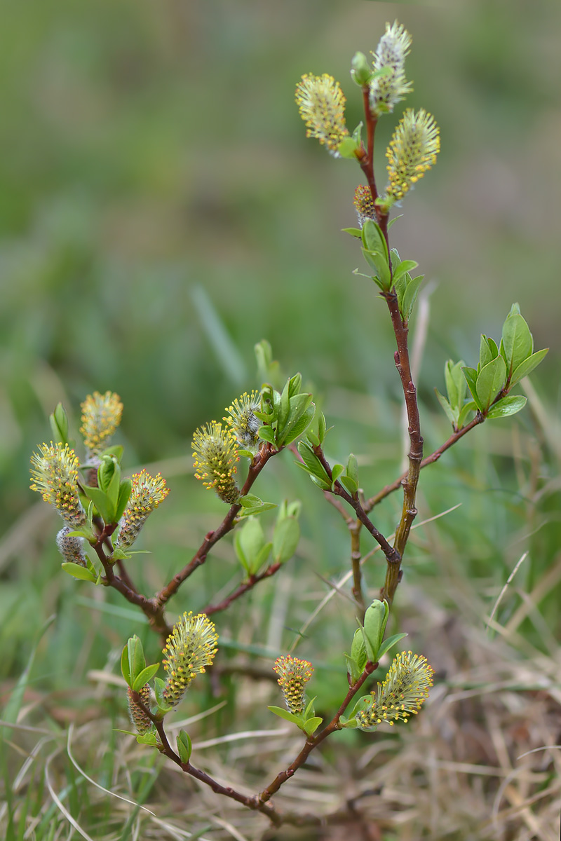 Image of Salix apoda specimen.