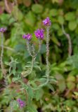 Lythrum salicaria. Верхушка повреждённого цветущего растения. Крым, пос. Партенит, у подножья горы Аю-Даг. 24.09.2019.