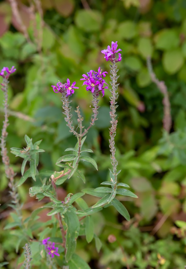 Image of Lythrum salicaria specimen.