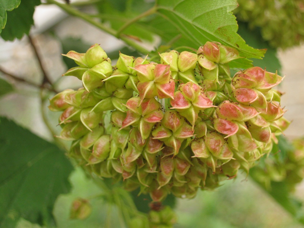 Изображение особи Physocarpus opulifolius.