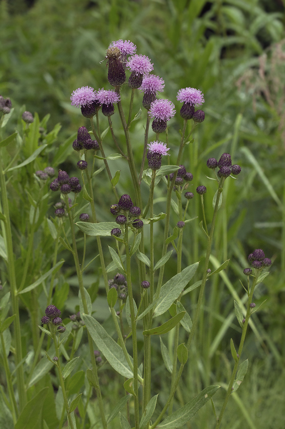 Изображение особи Cirsium setosum.