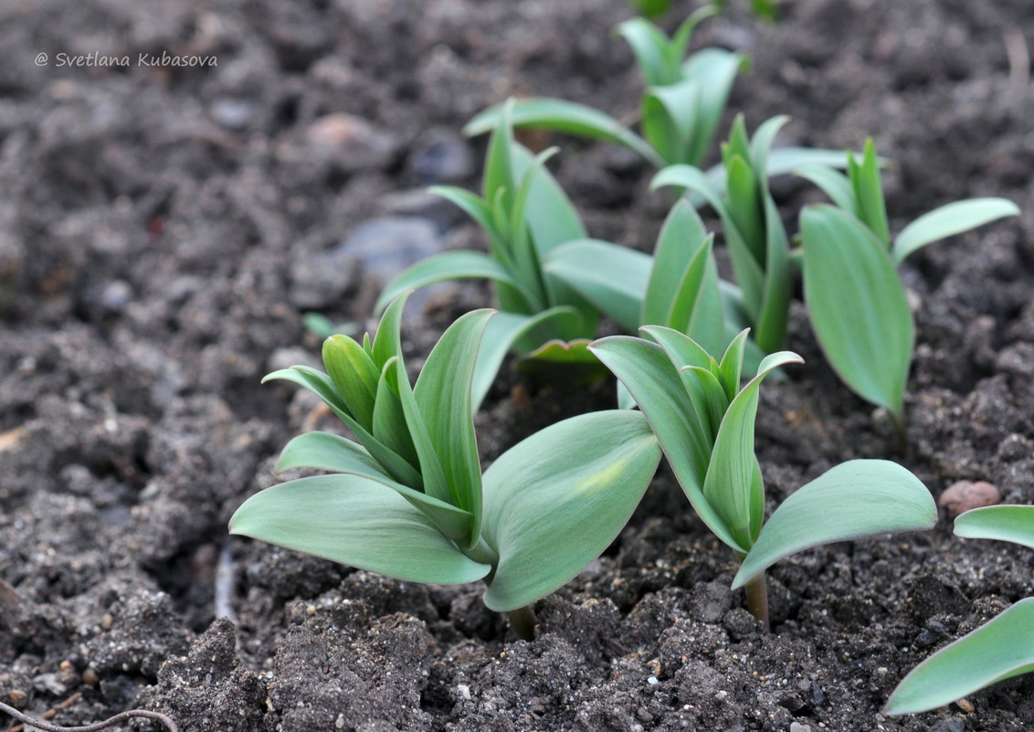 Изображение особи Fritillaria pallidiflora.