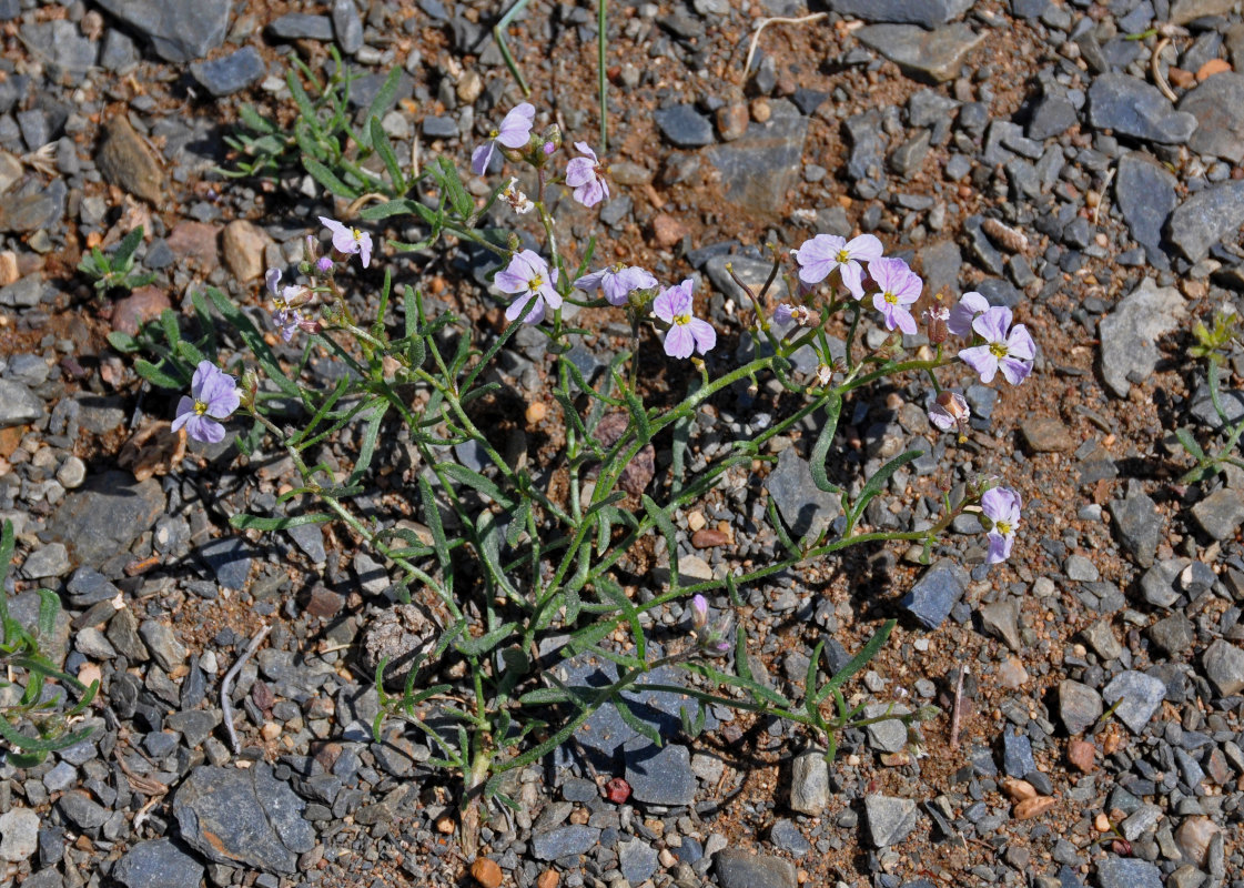 Image of Dontostemon perennis specimen.