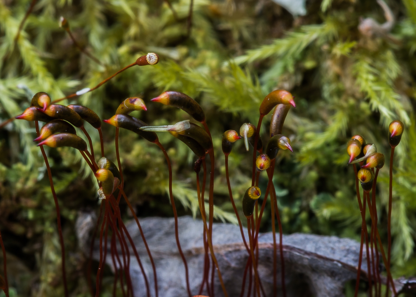 Image of Callicladium haldanianum specimen.