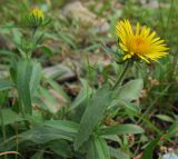 Inula britannica. Цветущее растение. Башкортостан, Бурзянский р-н, берег р. Белая. 08.08.2010.